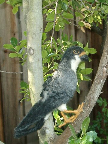 Peregrine (“Malcolm”) at Home