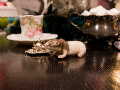 Mouse Litter 4—“Myra” at Work