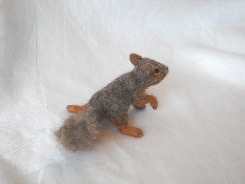 Baby Fox Squirrel