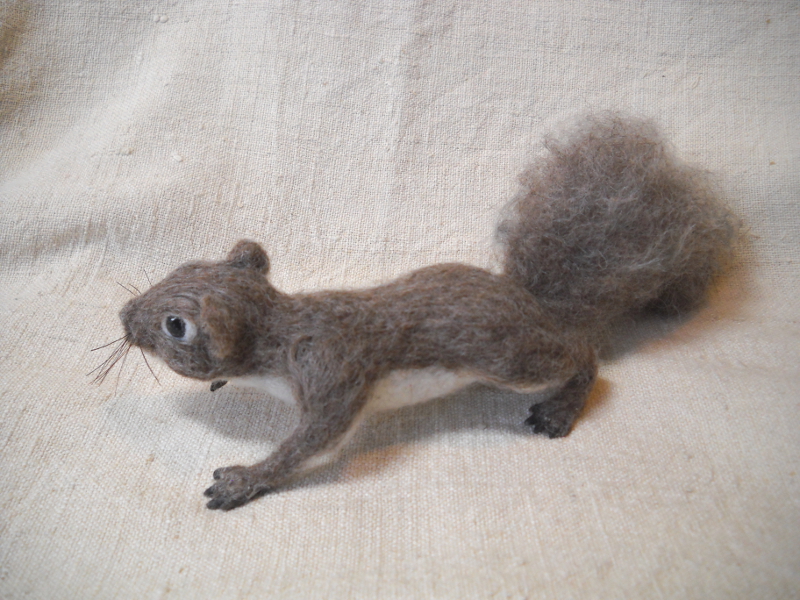 Western Gray Squirrel