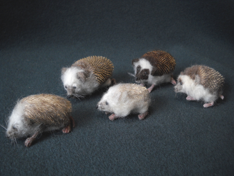 More Hedgehogs