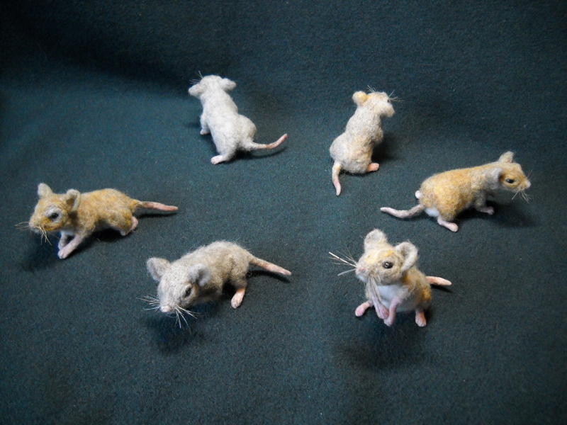 Mouse Litter 19 – All Grasshopper Mice