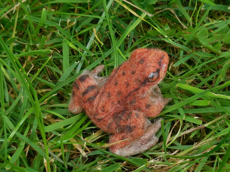 California Red-legged Frog
