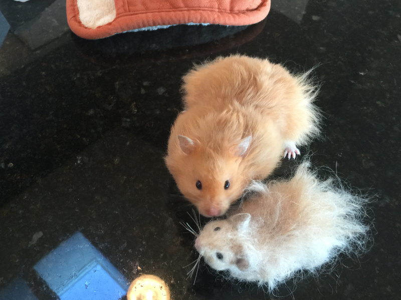 Teddy Bear Hamster at Home