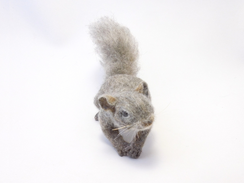 Baby Gray Squirrel