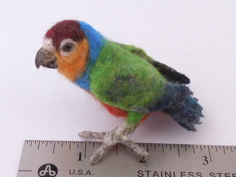 Red-breasted Pygmy Parrot 2