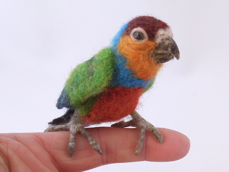 Red-breasted Pygmy Parrot 2