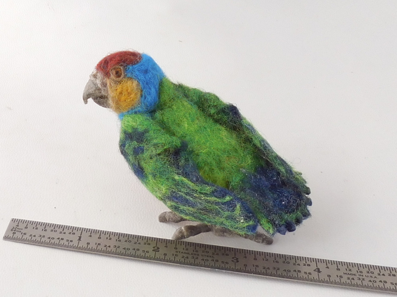 Red-breasted Pygmy Parrot 3