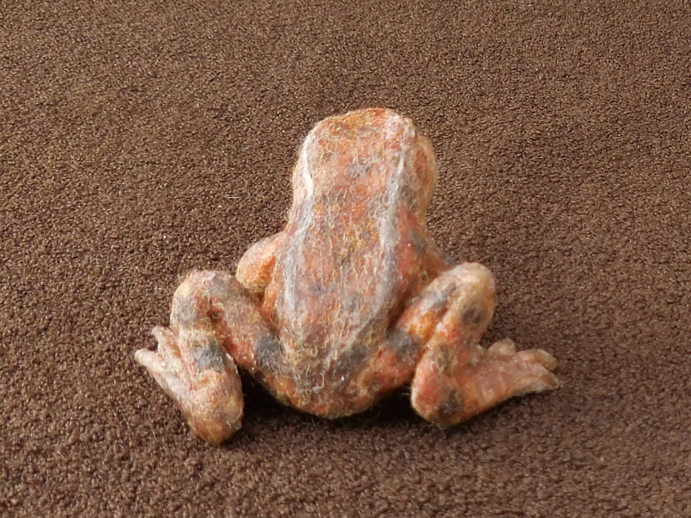 California Red-legged Frog 2