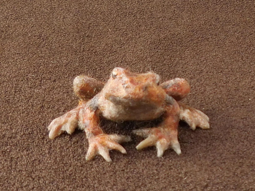 California Red-legged Frog 2