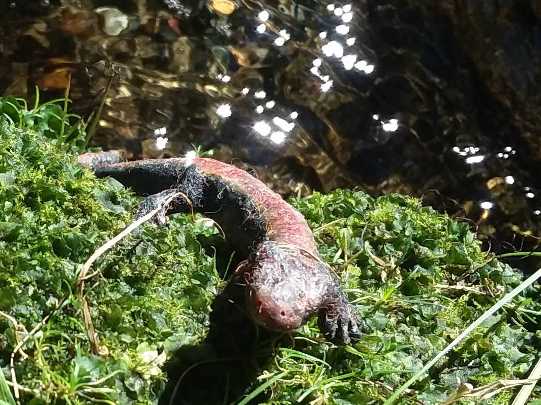 Western Redback Salamander