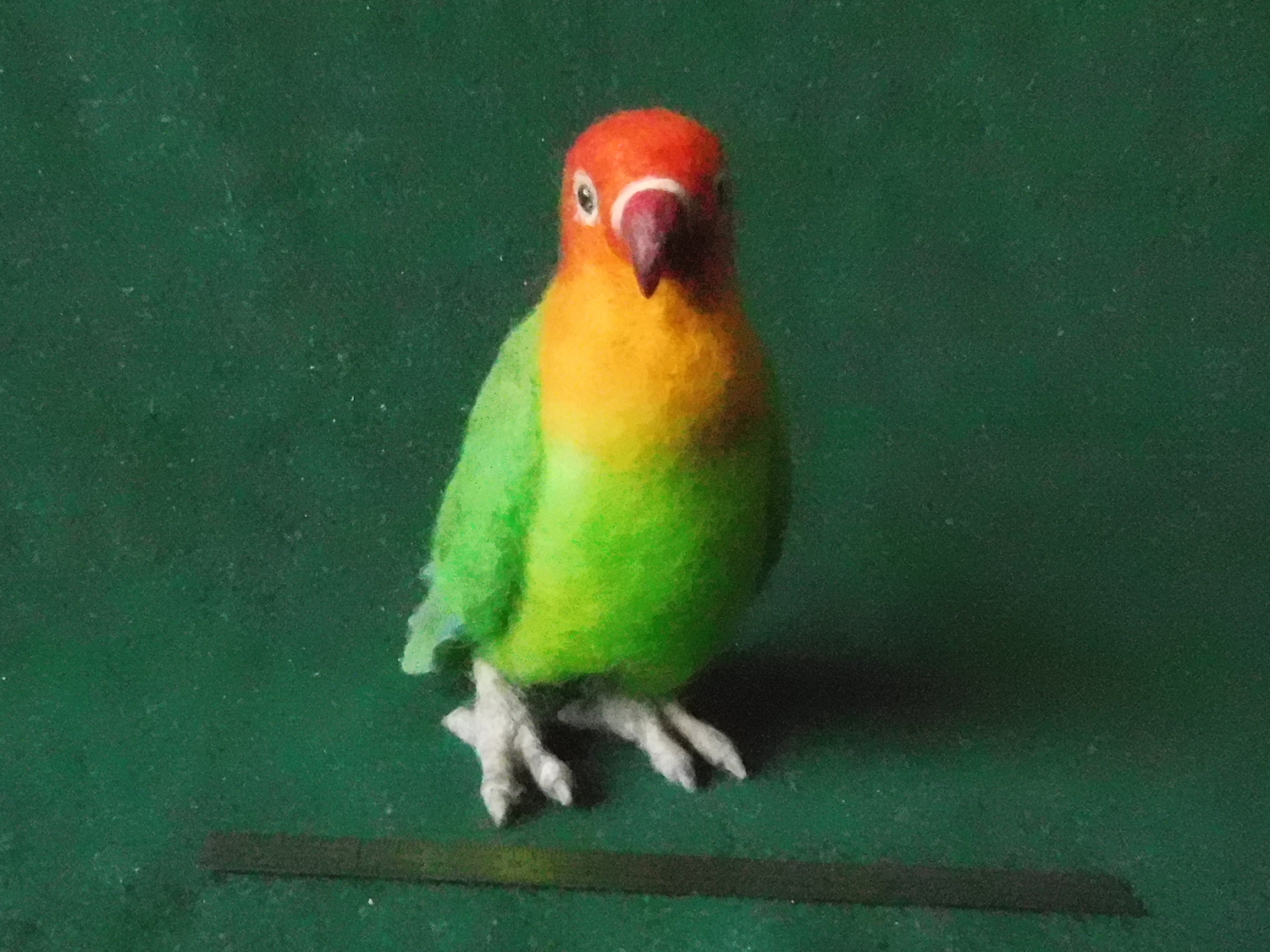 Fischer’s Lovebird 2