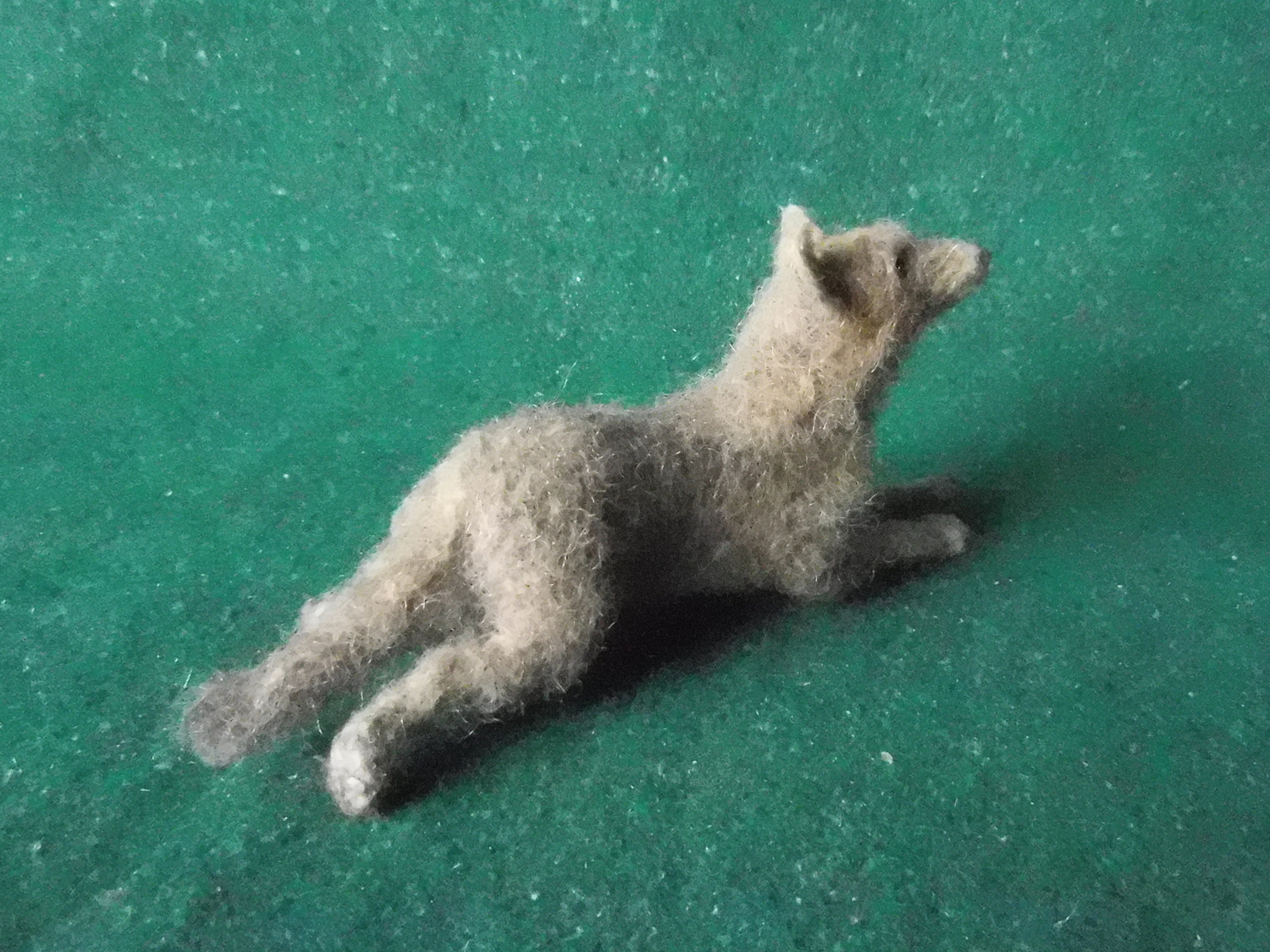 Coyote 2